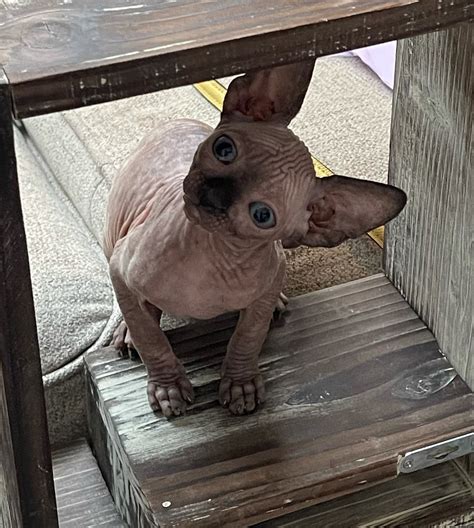 sphynx cat breeders colorado|sphynx cats denver.